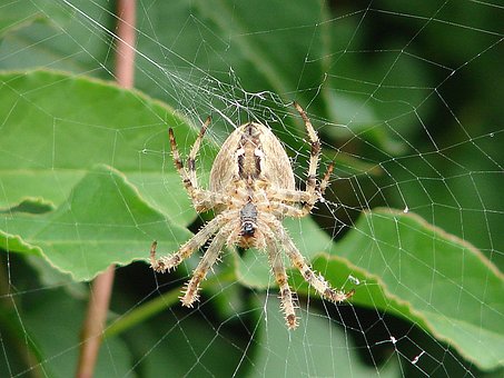 Kreuzspinne, Spinne, Spinnennetz, Insekt
