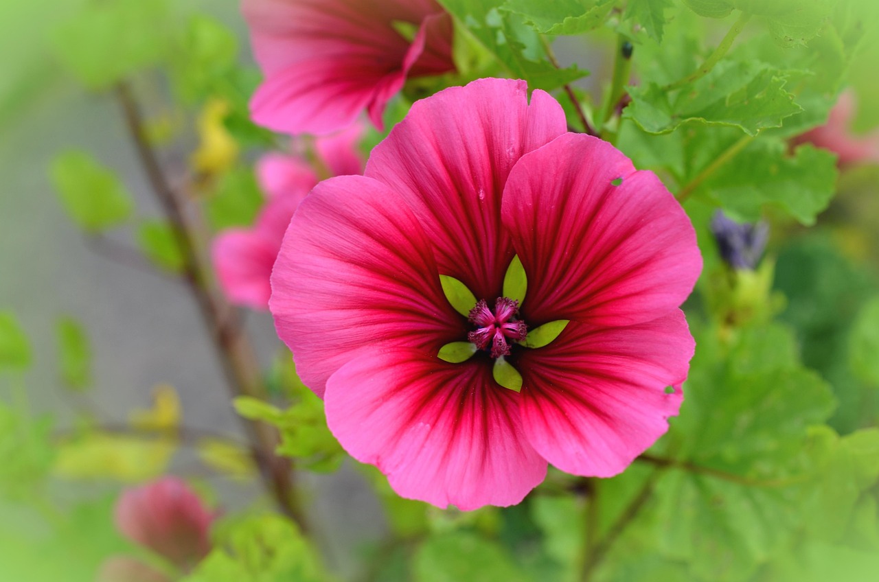 18. Blumen und Ziergräser für den Garten kombinieren