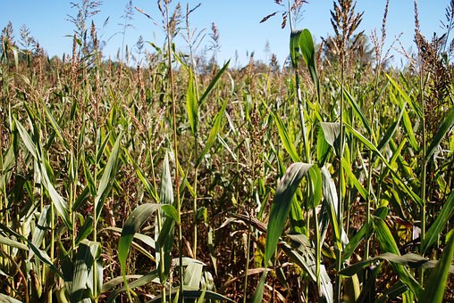 Free Corn Maize photo and picture