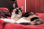 cat, rest, bed