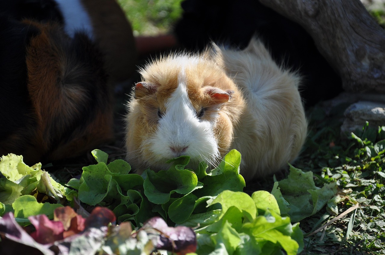 can guinea pigs eat spring mix