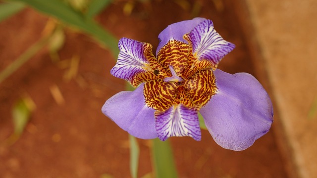 Free Orchids Flower photo and picture