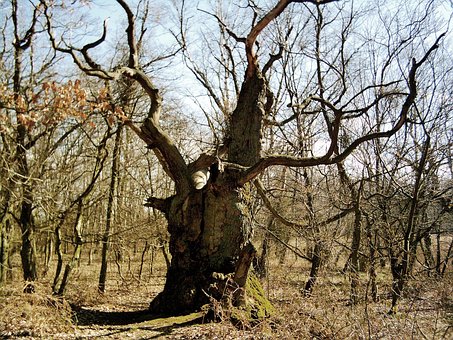 Free Old Tree Baltic Sea photo and picture