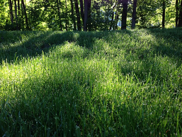 Free Forest Grass photo and picture
