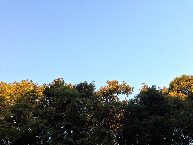 Free Forest Trees photo and picture