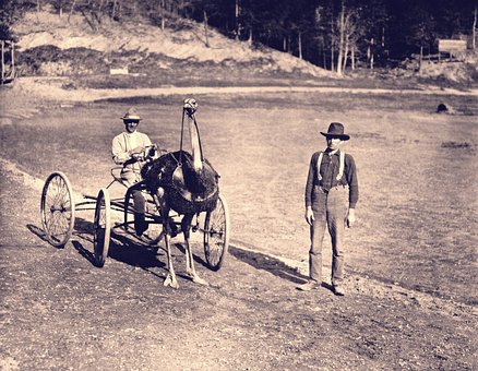 Free Ostrich Racing Harness photo and picture