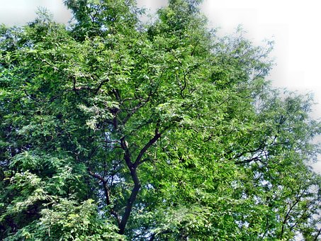 Tamarind, Baum, Natur, Grün, Frisch