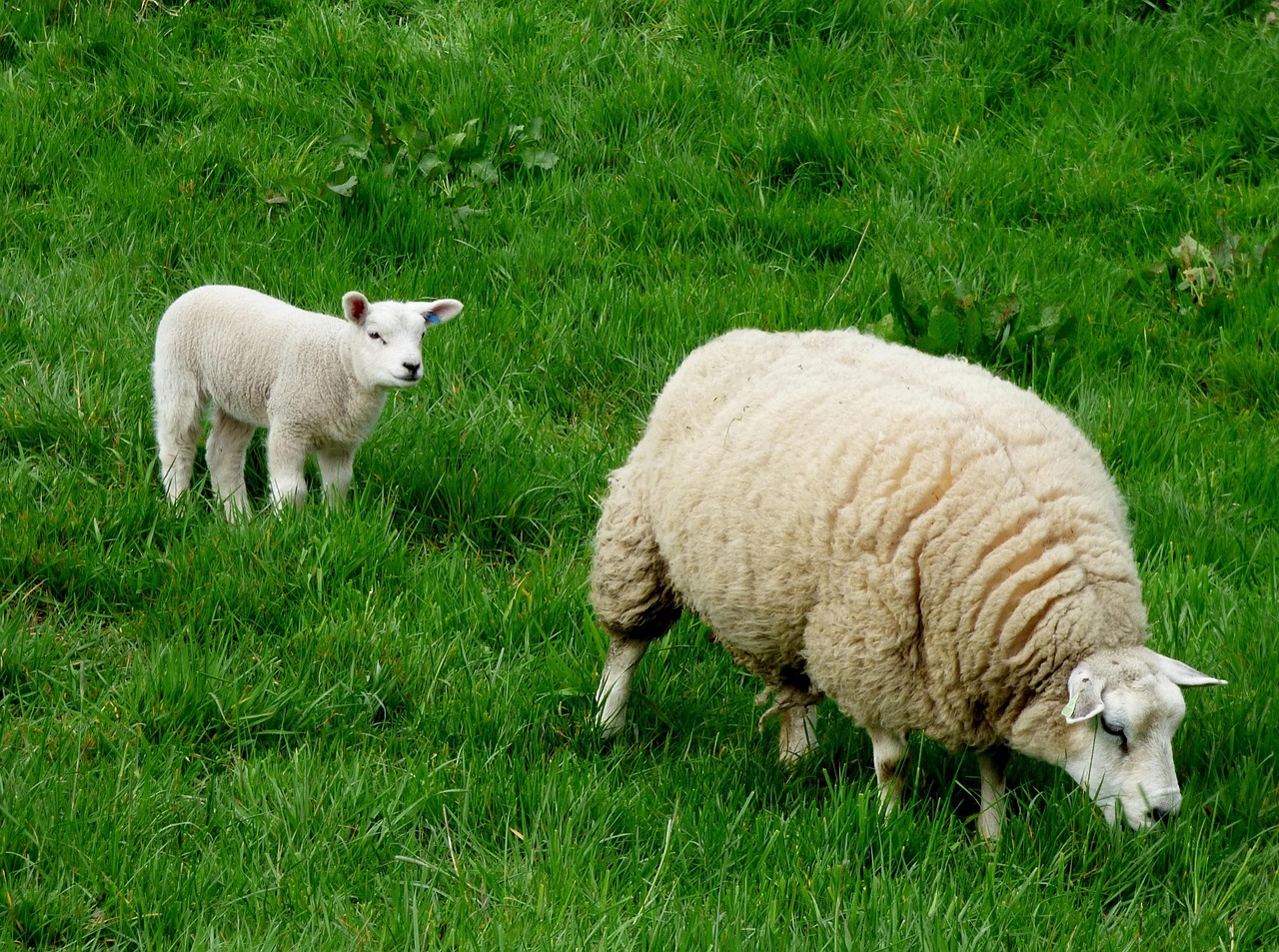 Lamb Sheep Animal Free photo on Pixabay Pixabay