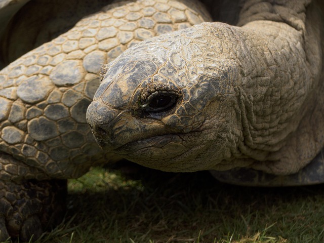 Free Giant Tortoise Tortoise photo and picture