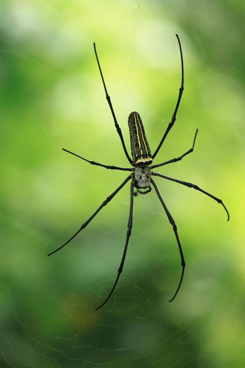 Araña Imagenes De La Naturaleza Foto