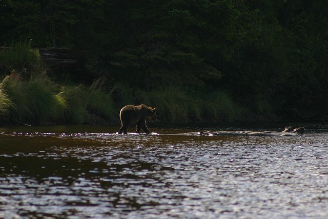 Free Bear Grizzly photo and picture