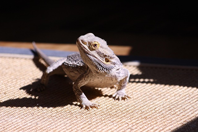 Free Lizard Bearded Dragon photo and picture