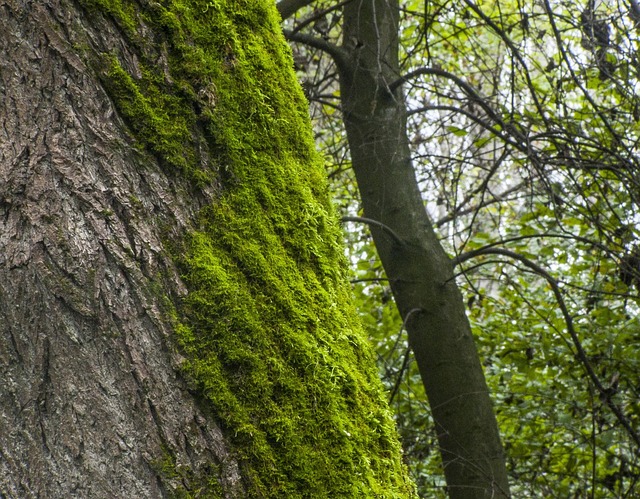 Free Moss Log photo and picture