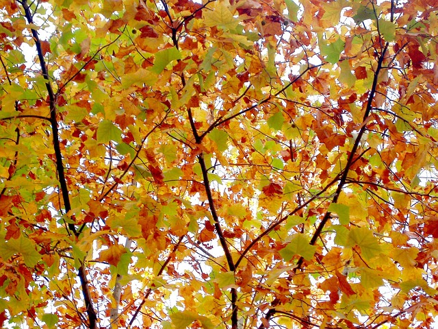 Free Autumn Autumn Leaves photo and picture