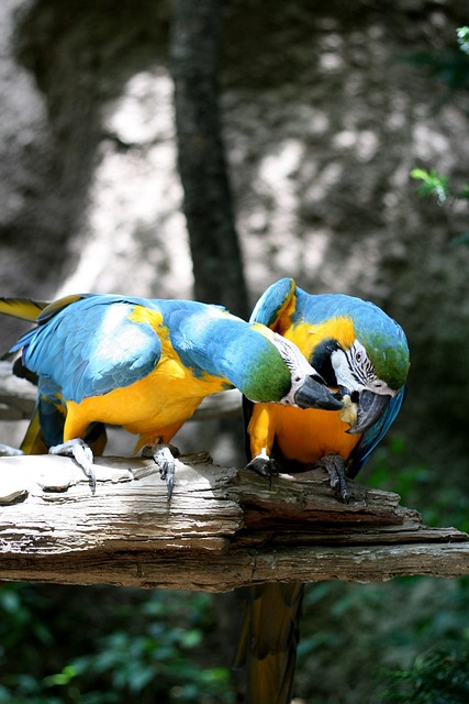 Free Parrot Everland photo and picture