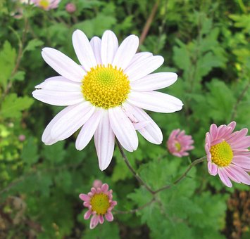 Free Winter Aster Flower photo and picture