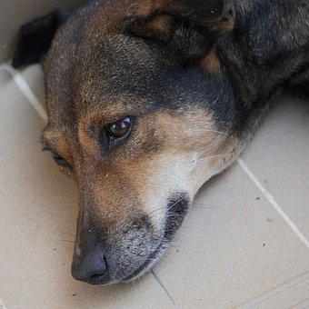 Free Dog Domestic Animal photo and picture