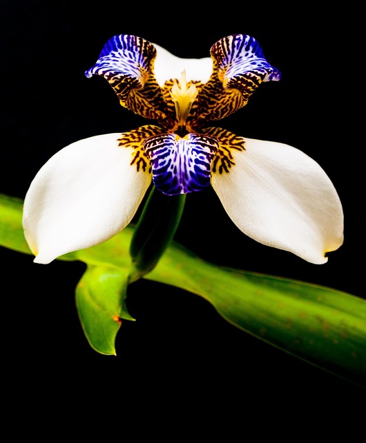 Free Orchid Flower photo and picture