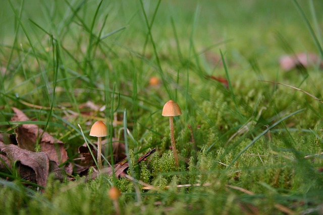 Free Mushrooms Green photo and picture