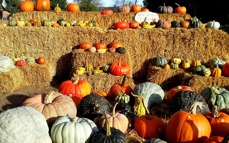 Pumpkin Halloween Fall · Free photo on Pixabay