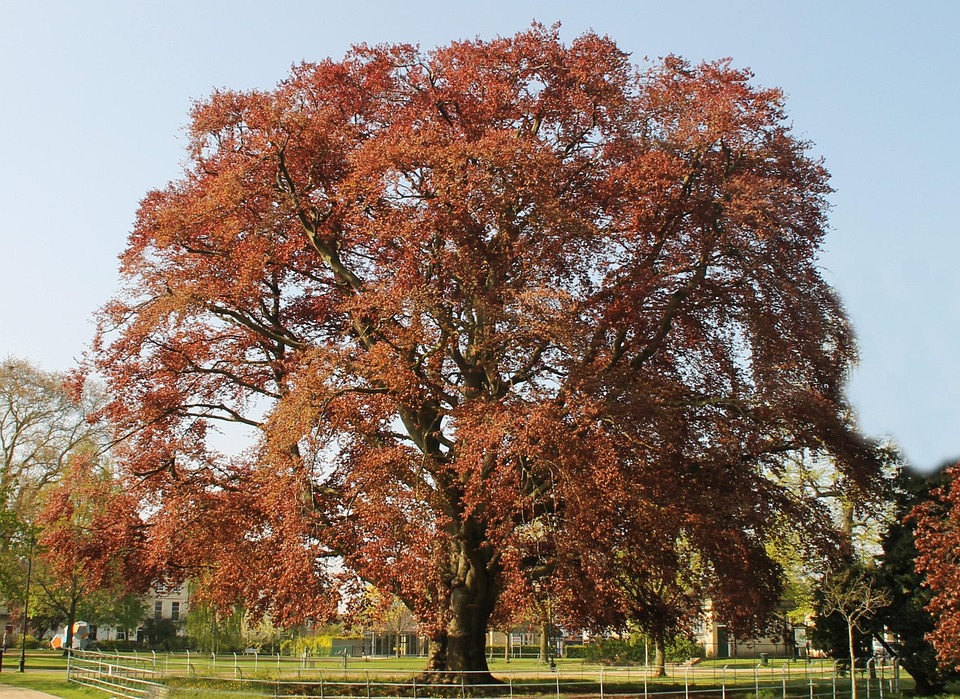 Tree Brown Nature · Free photo on Pixabay