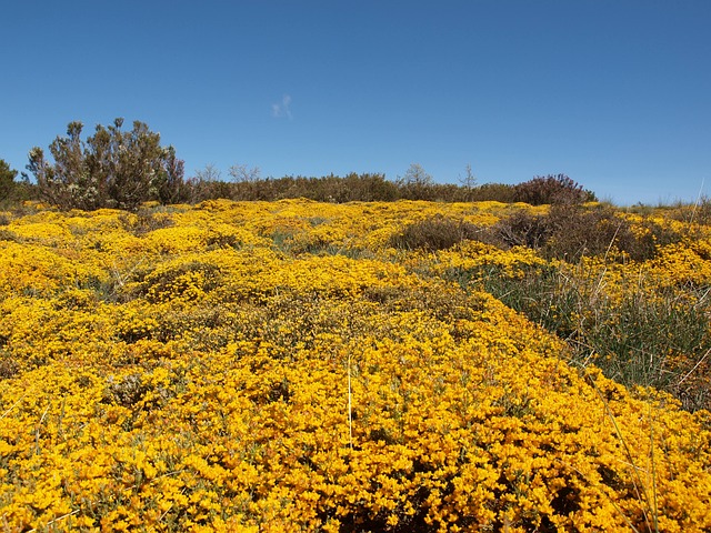Free Fields Flower photo and picture
