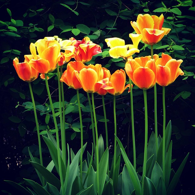 Tulp, De Lente, Bloem Behang