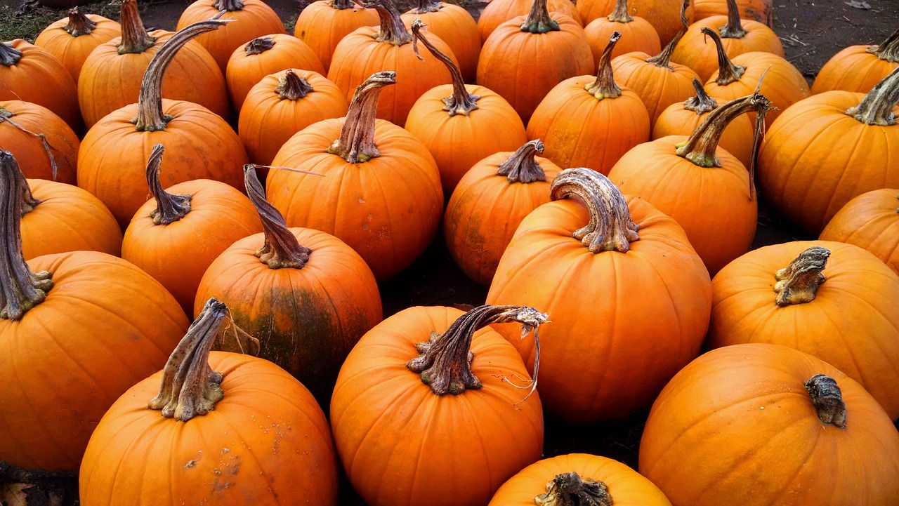 Pumpkins - free online jigsaw puzzle photo