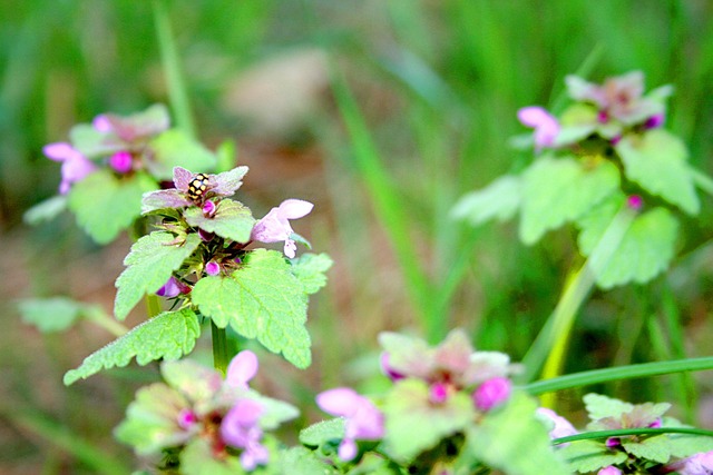 Free Dead Nettle Nettle photo and picture