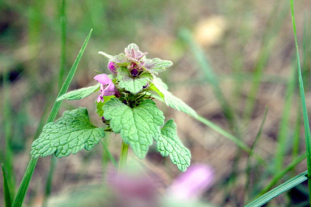 Free Dead Nettle Nettle photo and picture