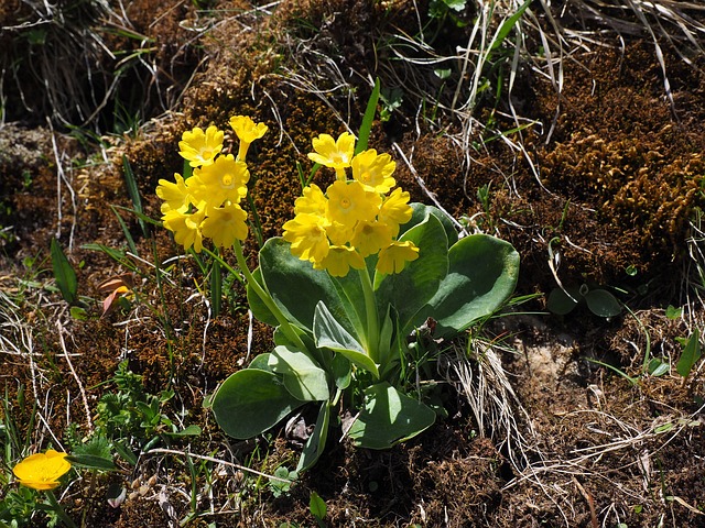 Free Auricle Alpine Auricles photo and picture