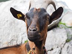 goat, brown, animal