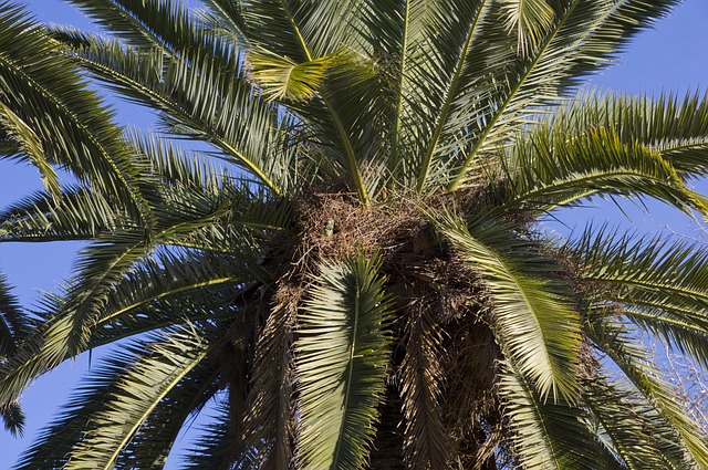 Free Palm Palm Tree photo and picture
