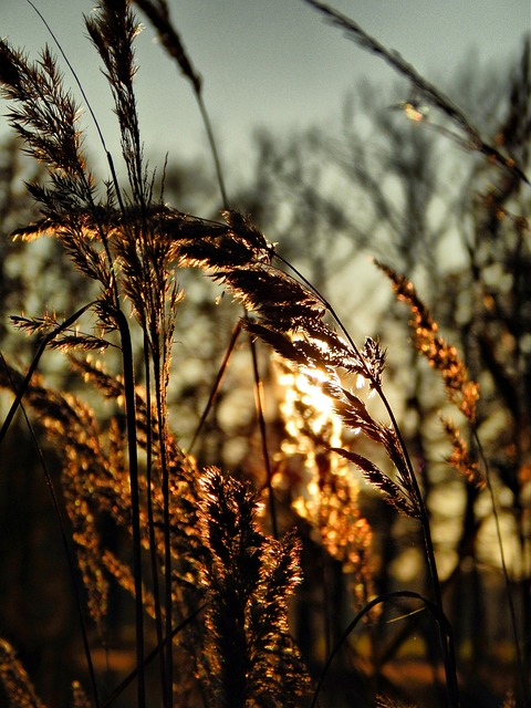 Free Grass Sun photo and picture