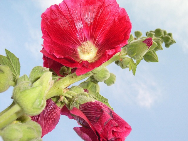 Free Hollyhock Blue Sky photo and picture