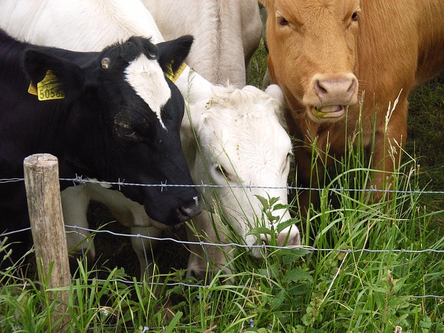 Free Cows Grass photo and picture