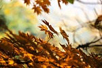 autumn, leaves, autumn leaves