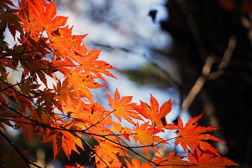 autumn leaves images pixabay download free pictures