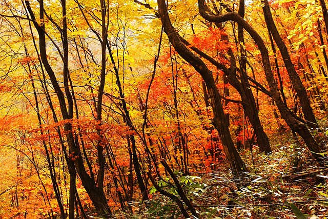 Automne Paysage Feuilles D'Automne - Photo gratuite sur Pixabay - Pixabay