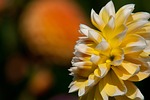 happier dahlia, dahlia, yellow