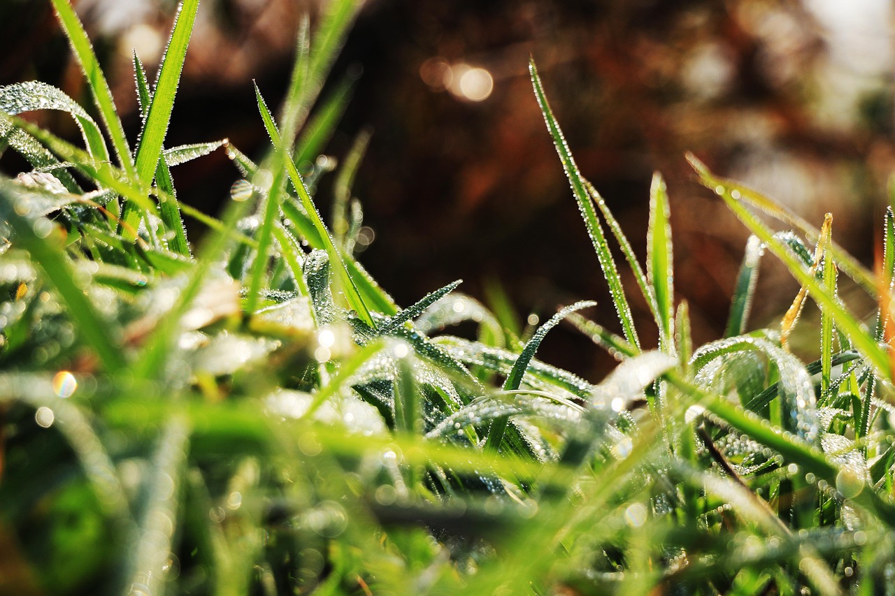 Morning Grass Autumn Leaf Of - Free photo on Pixabay - Pixabay