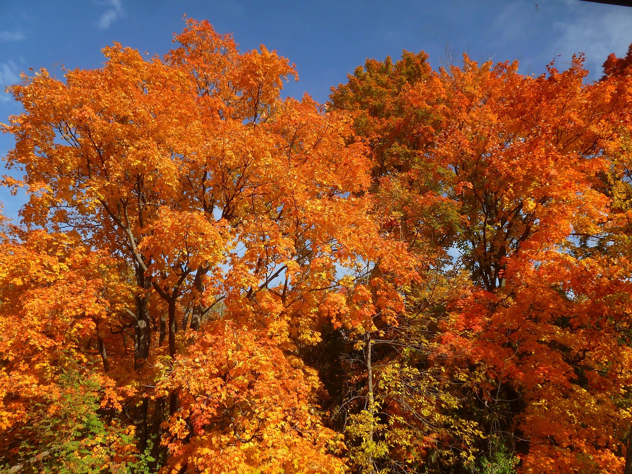 Fall Autumn Leaves - Free photo on Pixabay