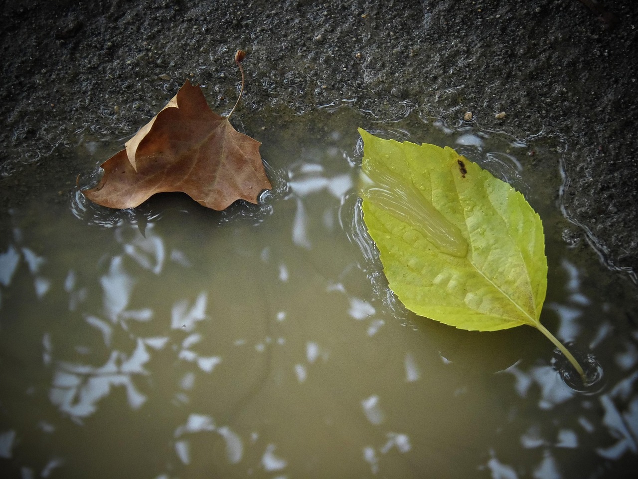 100 + 무료 빗물 & 비 이미지 - Pixabay