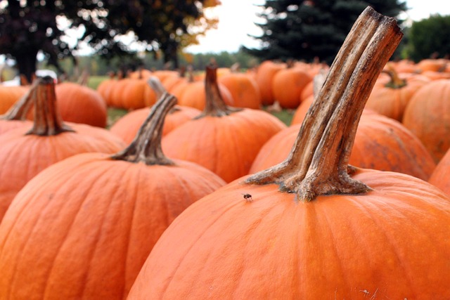 Free Pumpkins Halloween photo and picture