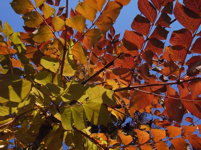 Free Deciduous Forest Autumn photo and picture