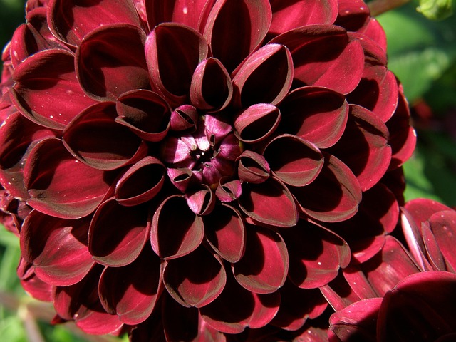 Free Dahlia Red photo and picture