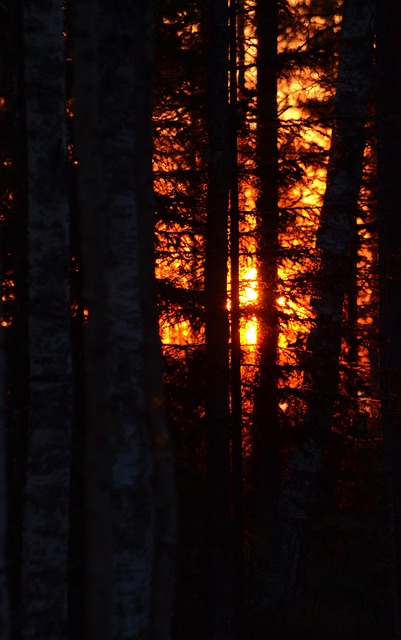 Free Forest Sunrise photo and picture