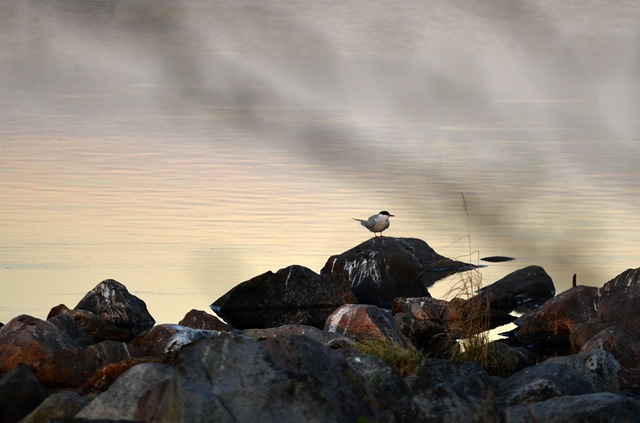 Free Lake Stones photo and picture