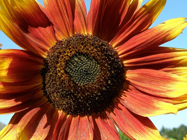 Free Sunflower Red photo and picture