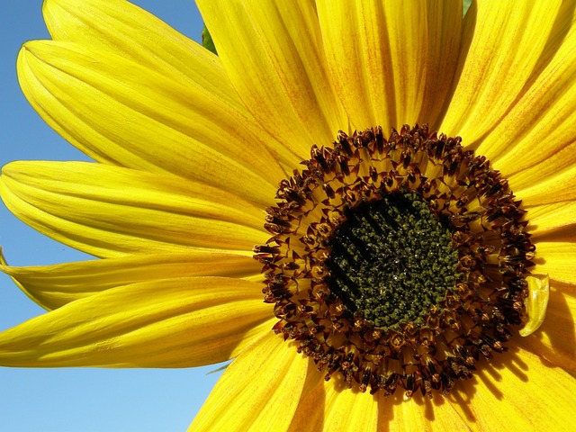 Free Sunflower Red photo and picture